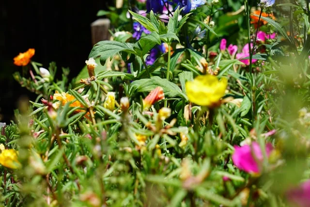 The-Garden